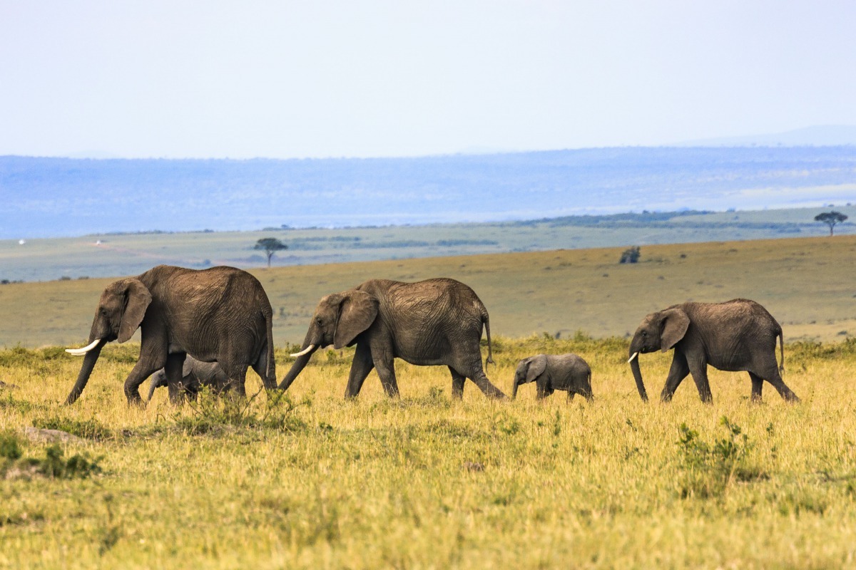 圖為肯亞奈洛比(Nairobi)的馬賽馬拉(Masai Mara)，大象小象齊步走。 Photo: Larry Li