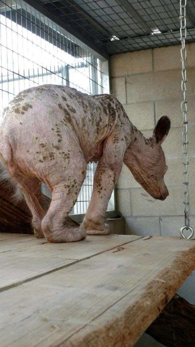 牠粉紅色的身體幾乎沒有毛髮 (FFAWC)