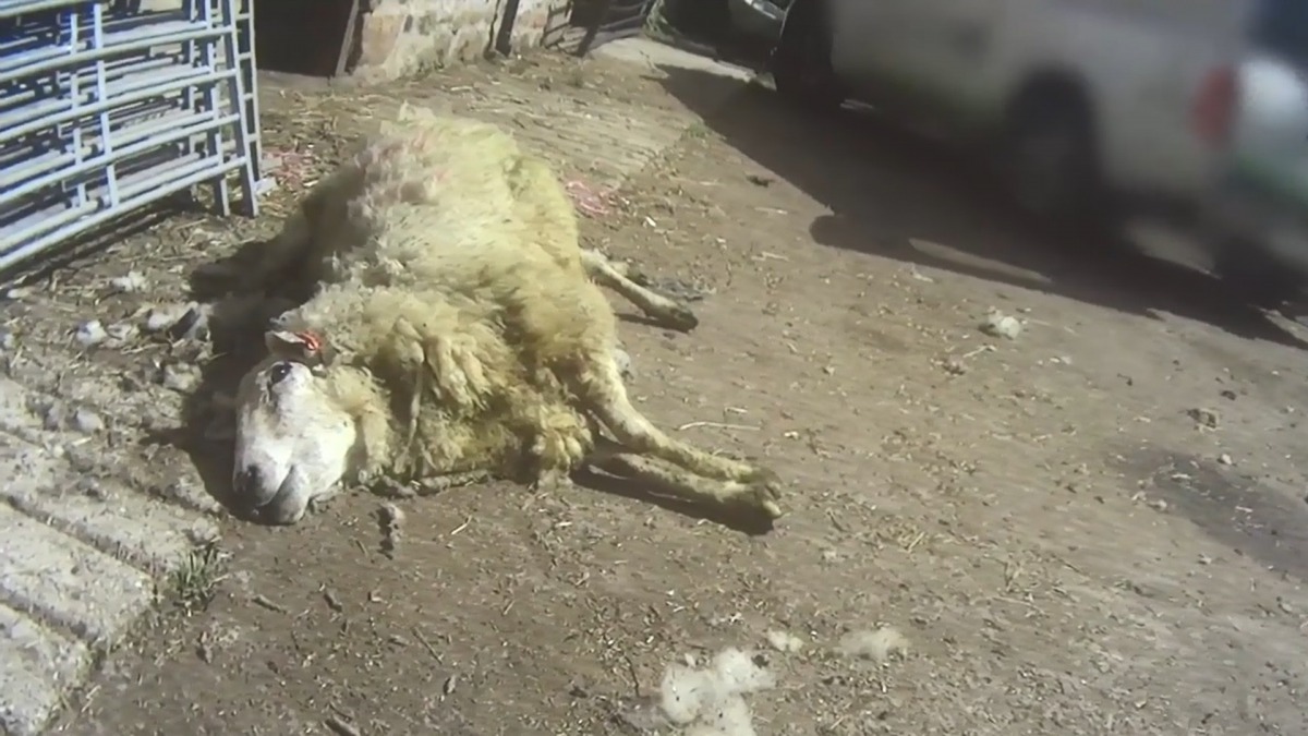 不少羊隻被嚇死,更被棄置在一旁。(PETA Asia影片截圖)