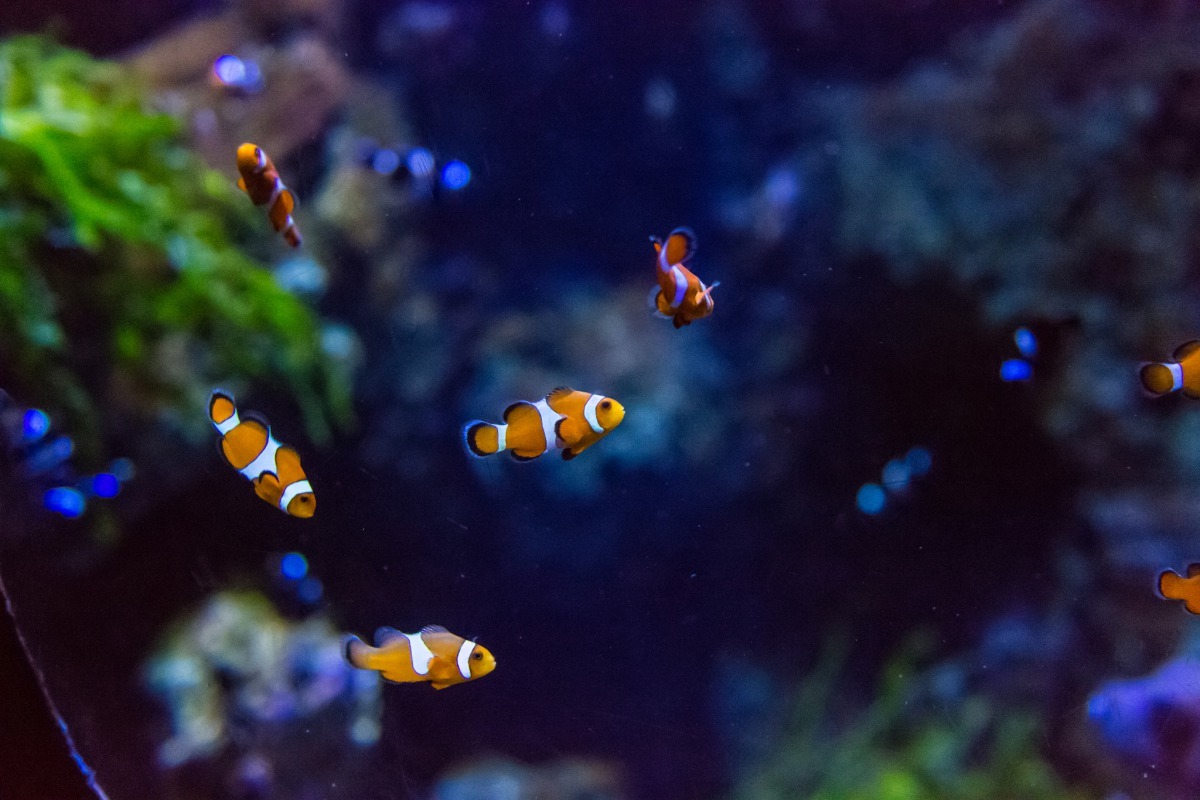 為了要解決小丑魚危機，又要滿足大家想養小丑魚的願望，「拯救尼莫」計畫找來了小學生幫大家養小丑魚寶寶，就能避免人類不斷地捕撈海底的野生種。 Photo: Paul Gravestock