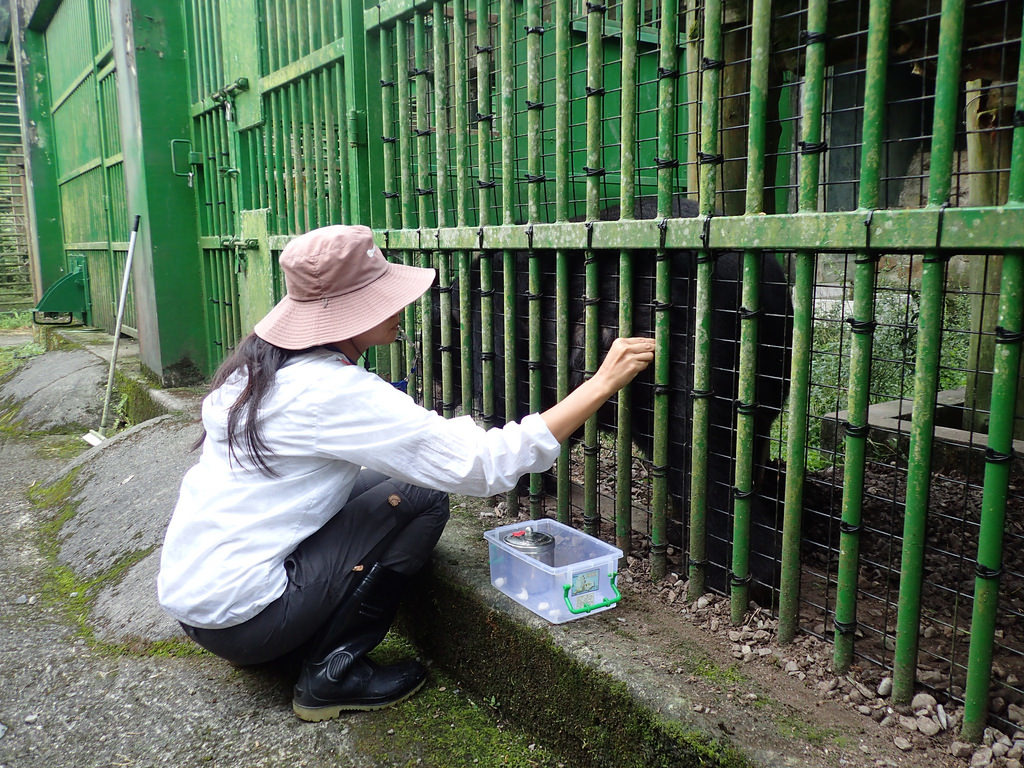 這兩年增加動物行為訓練後，為黑熊上藥不再上演全武行，人與黑熊都自在。圖片來源：特生中心