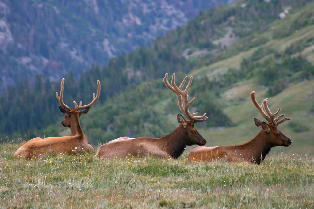 圖為 2007年7月,美國科羅拉多州(Colorado)洛磯山國家公園(Rocky Mountain National Park)中,三隻加拿大馬鹿趴在草地上休息。 Photo: Chuck Grimmett