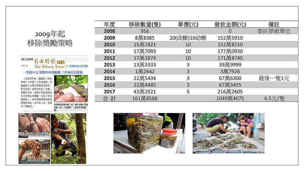 沙蜥獎勵移除成效。資料來源：移除數量與金額依據農委會林務局年報，製表：莊孟憲