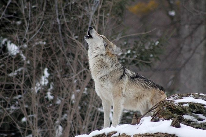 狼並同為犬屬，基本上犬亦會和狼一樣嚎叫。在行為學 上，這使屬於警戒的行為。哈寵誌/提供