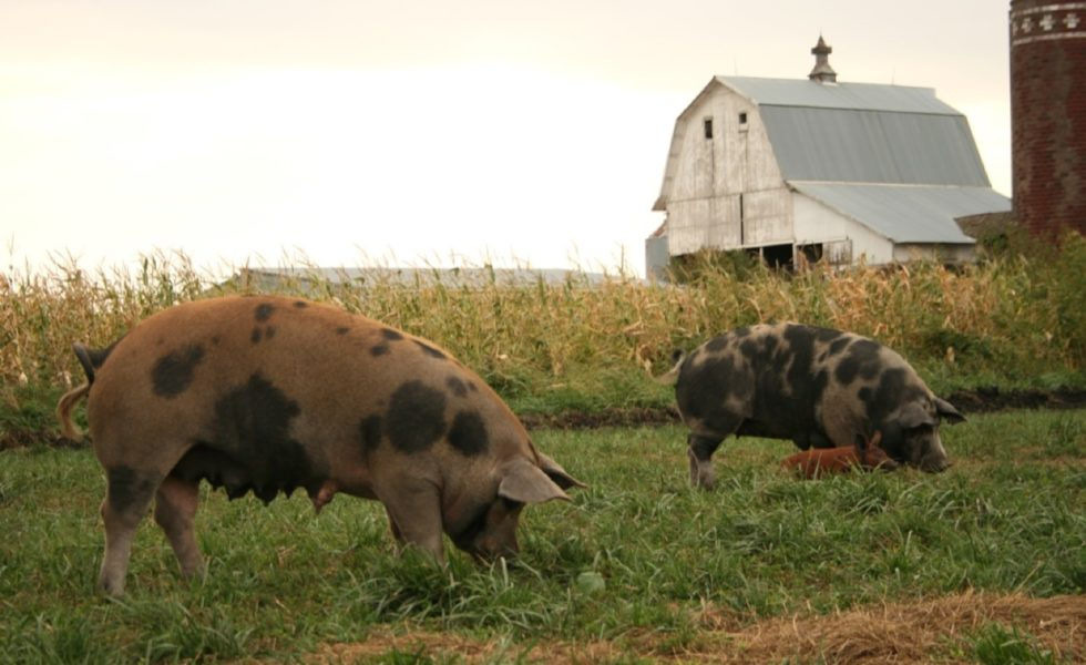 獲得Certified Humane®人道認證的美國尼曼牧場(Niman Ranch)豬隻。圖片來源:Niman Ranch