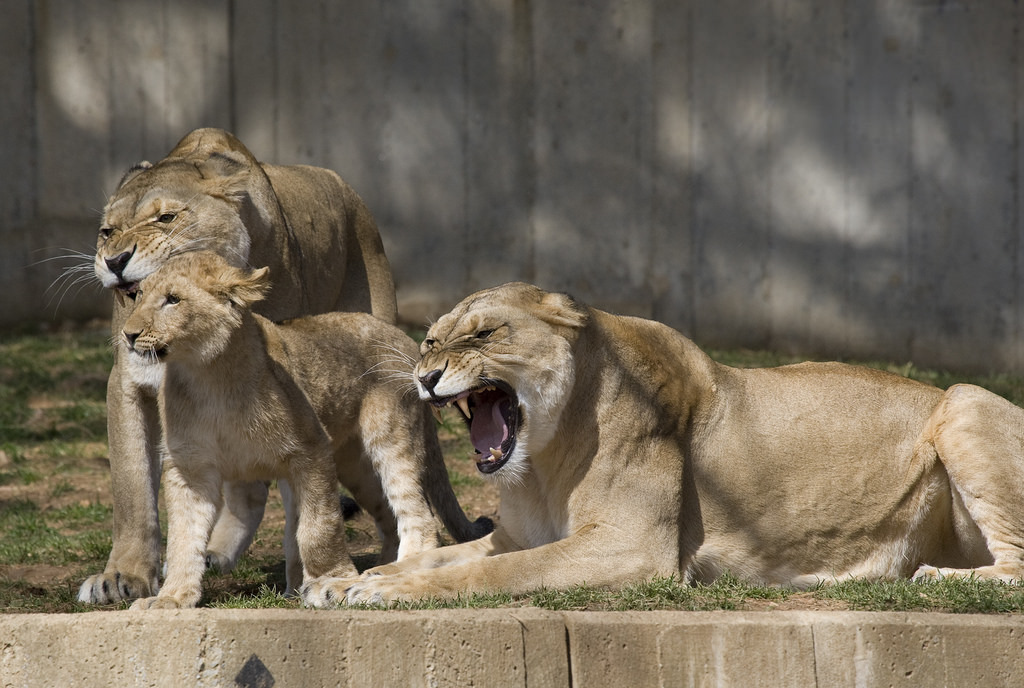圖為 2011年3月,在美國史密森尼國家動物園的獅子們。 Photo: Smithsonians National Zoo