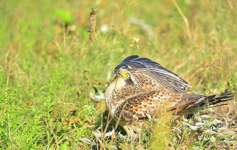 不當誘拍,大冠鷲恐因吞食釣線而死亡。匿名民眾提供。