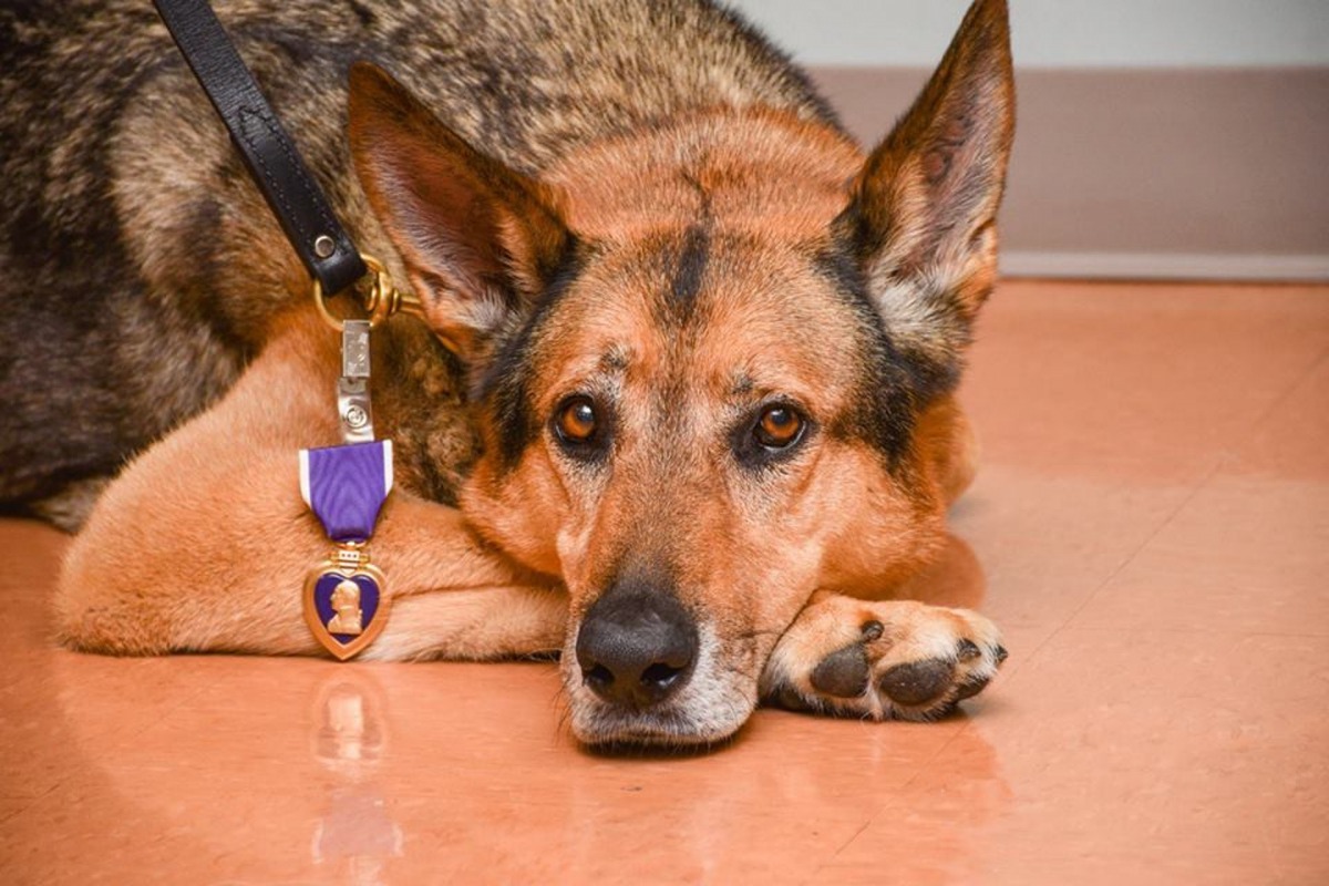 軍犬Alex同時獲頒「紫爪勳章」。(Facebook:US Army Office of the Provost Marshal General)