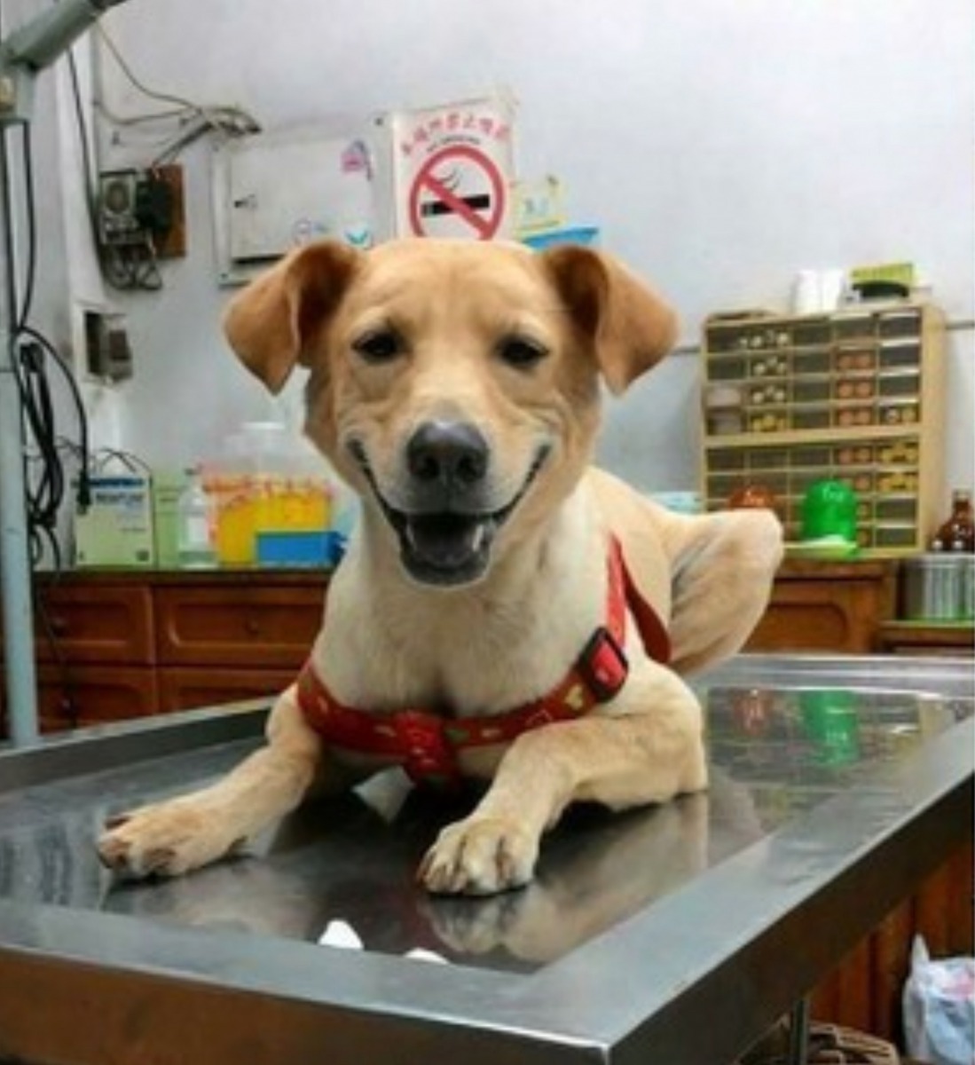 狗狗笑容如此燦爛,難怪婆婆會心軟。(Facebook圖片:虞舜婷)