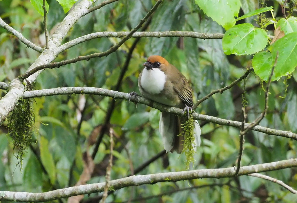 繁殖鳥類族群變化是重要的永續發展指標。圖為白喉笑鶇,攝影:劉良力;東勢林區管理處提供