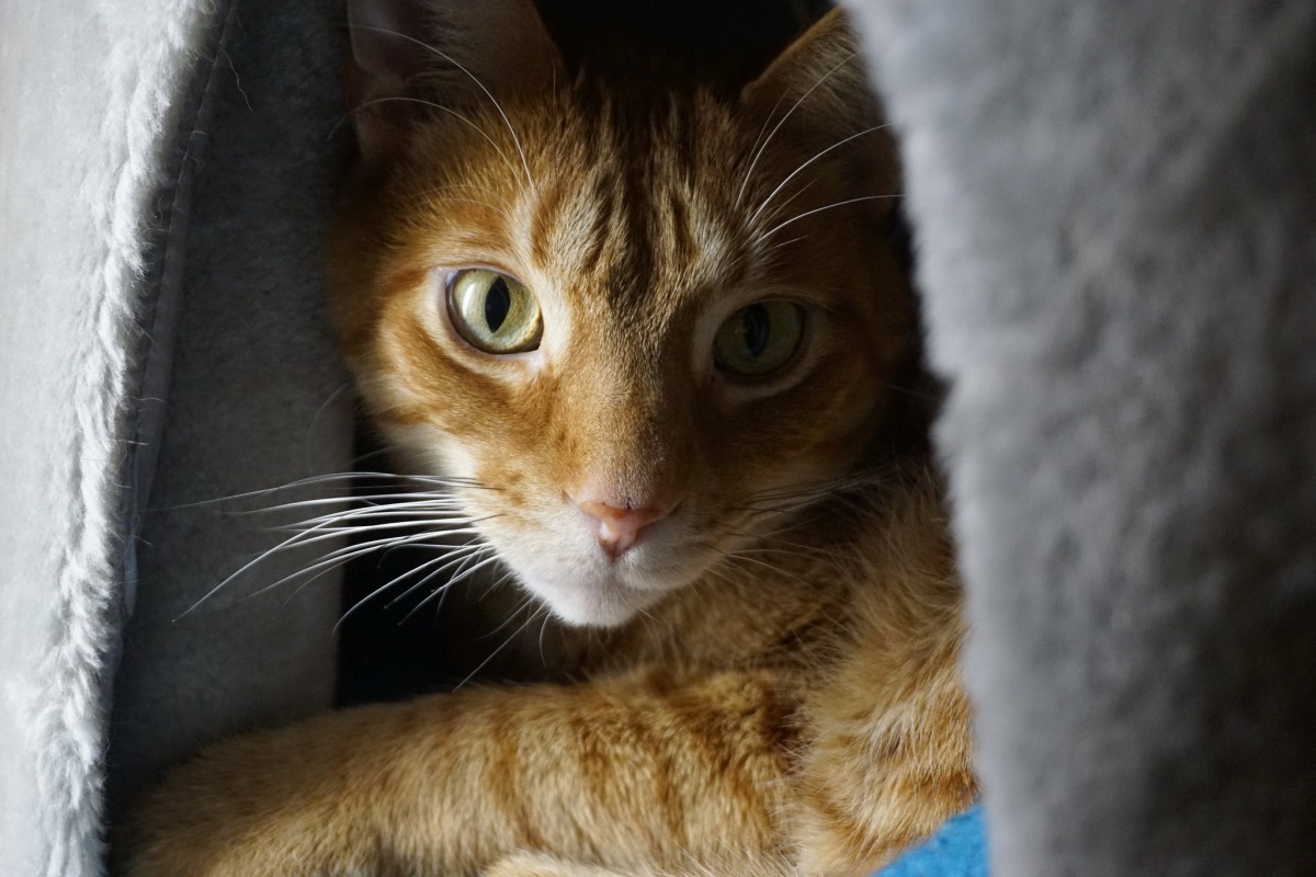 食物、玩具、氣味、人類,貓會選哪個呢? Photo: aetherspoon