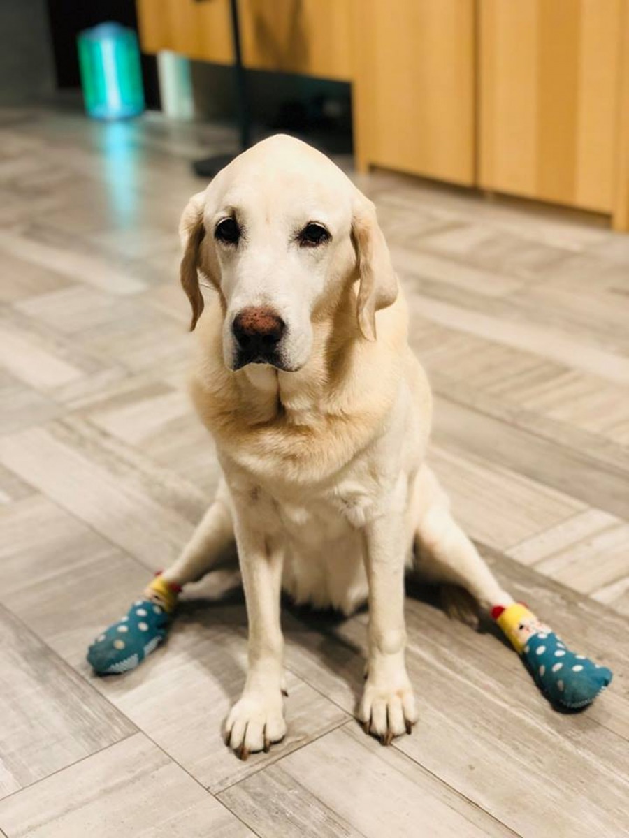 「阿魯」前陣子走路開始出現問題,九把刀特地買防滑襪給牠。(Facebook:九把刀)