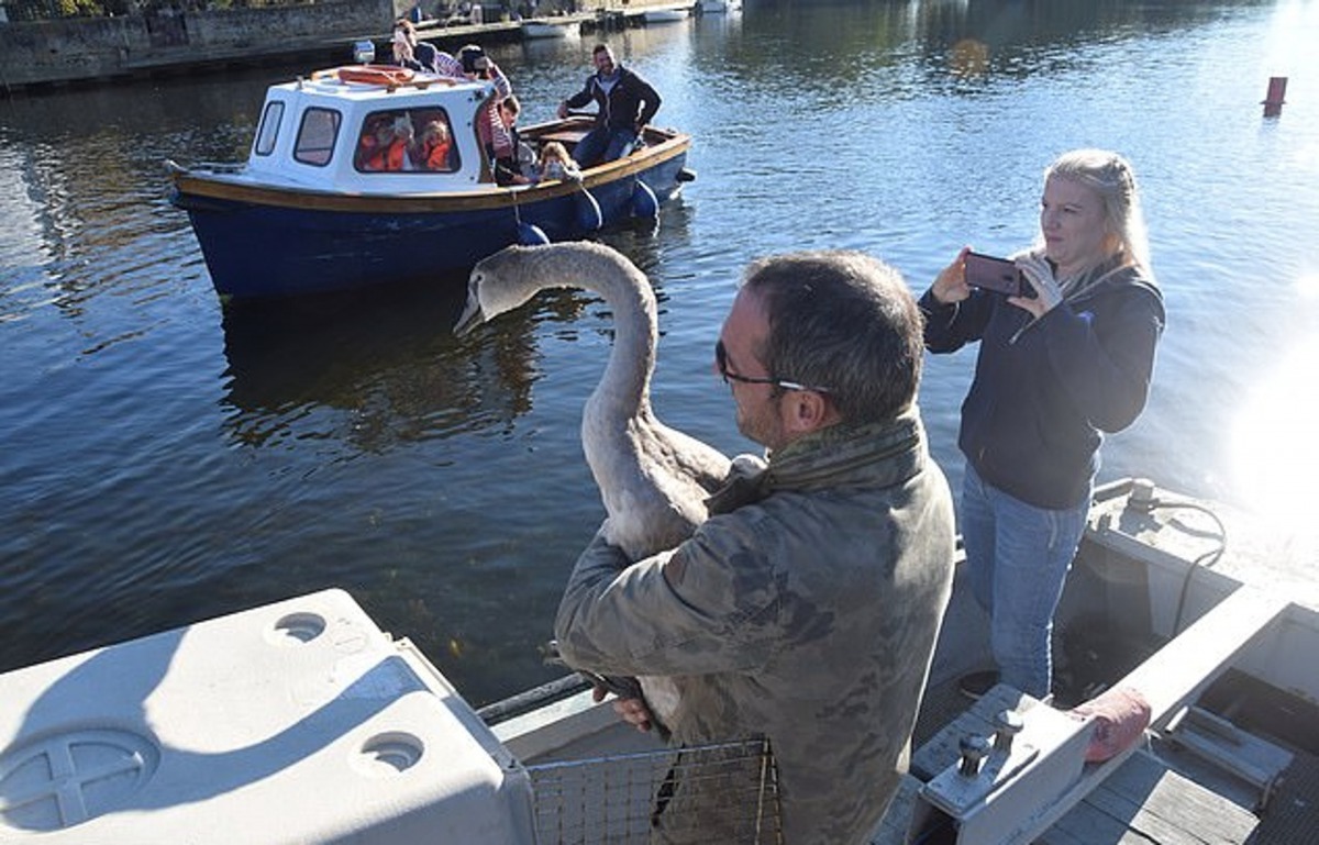 天鵝Sidney在大自然裡成長了不少,但牠還沒法忘記Rob的恩情。(SWNS)