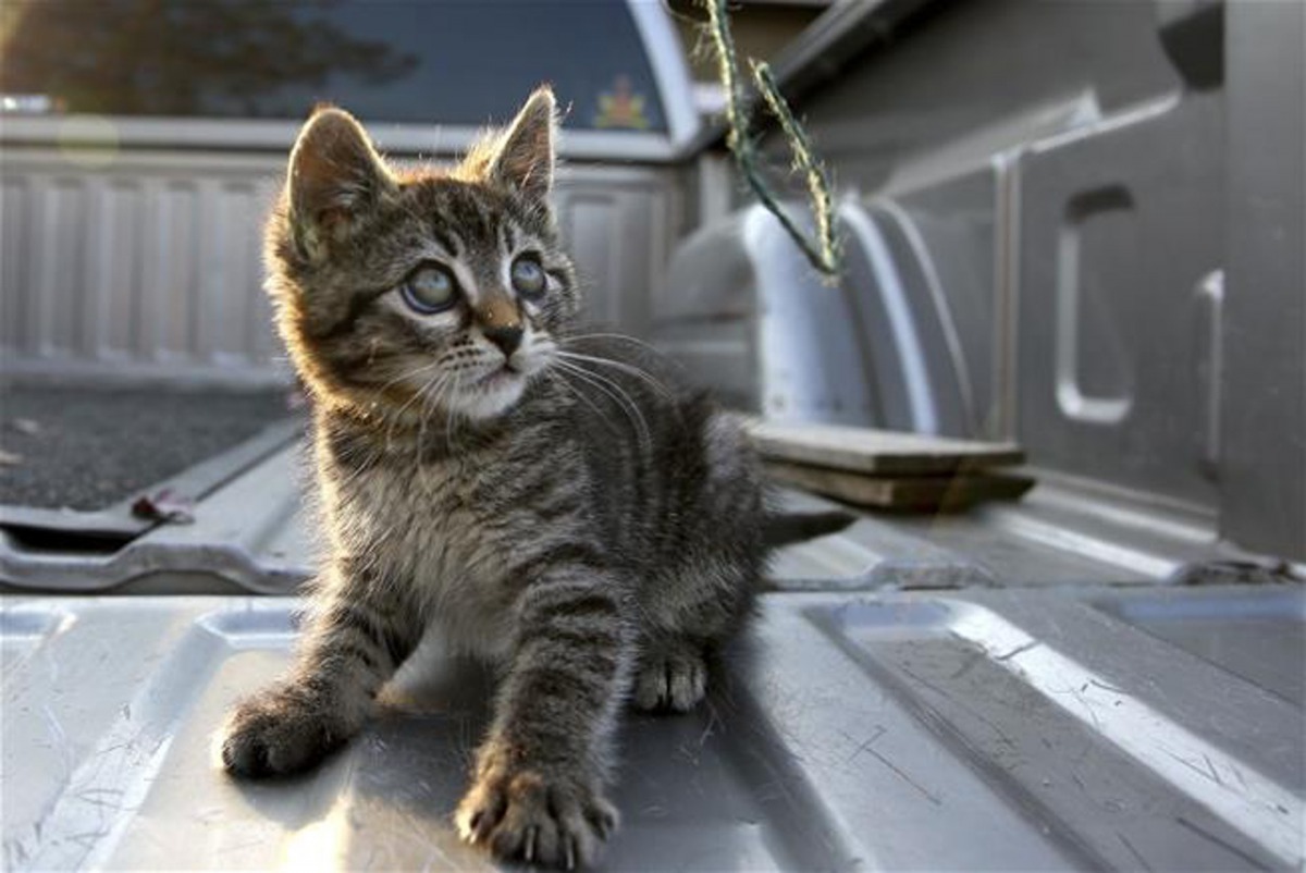 小貓四隻腳掌均被膠水黏在了路面上。(Statesman Journal)