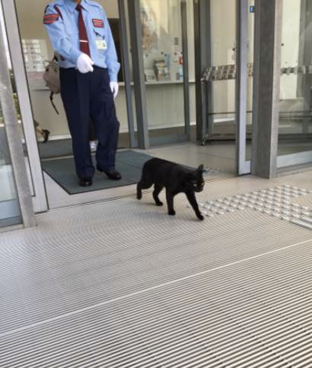 保安人員表示趕走黑貓後,翌日牠又再次來到門口,死心不息地要進入美術館。(Twitter@mukusuke)