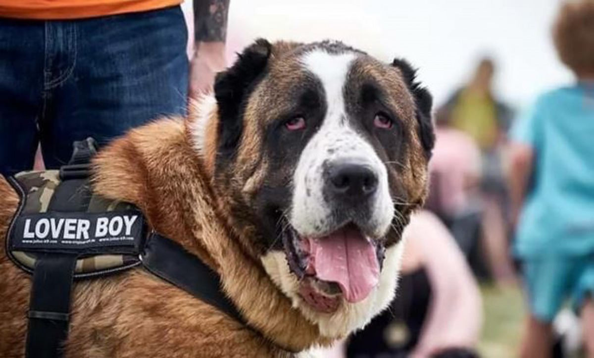 Winston以前是一隻看門狗,長年累月下慘被主人虐待,後來幸得動保中心人員發現及拯救。(The Dodo)