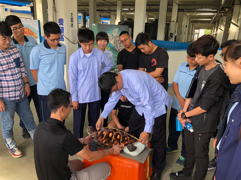 為海龜測量背甲,讓海巡夥伴更多參與。圖片來源:海保署
