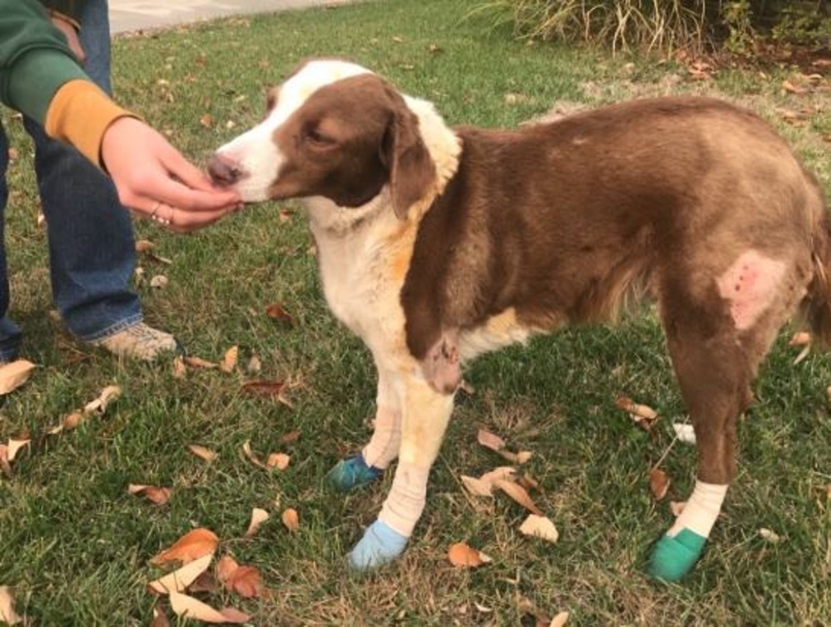 兩天後,Copsey的鄰居發現Ella仍站在家門前,盡責地看守著房子。(GoFundMe)