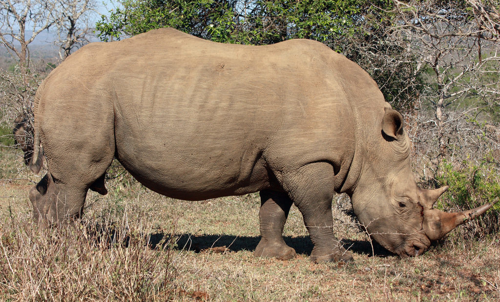 「Hluhluwe iMfolozi」國家公園重新引入白犀牛。圖片來源：Clive Reid（CC BY-NC-ND 2.0）