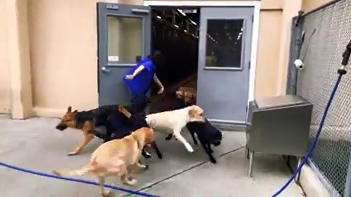 狗狗不習慣這情況,因此有些想跑回中心內。(Guiding Eyes for the Blind)