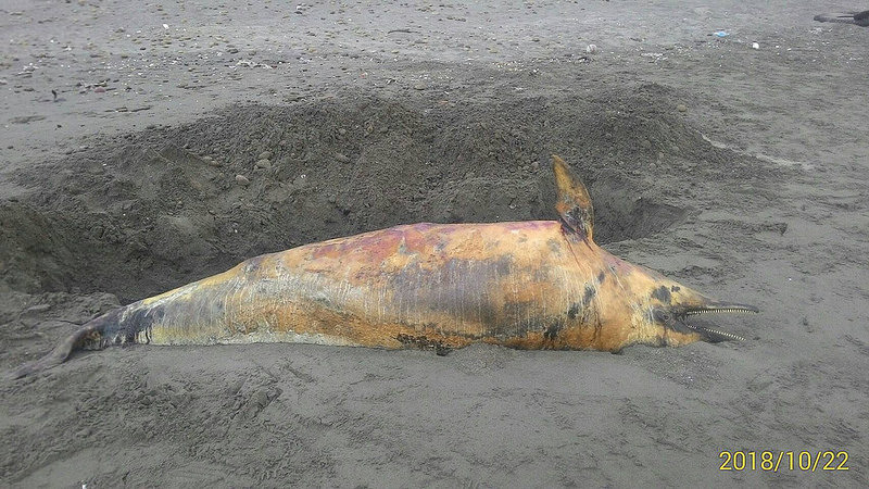 2018年10月22日被發現擱淺死亡的白海豚。郭祥廈攝。