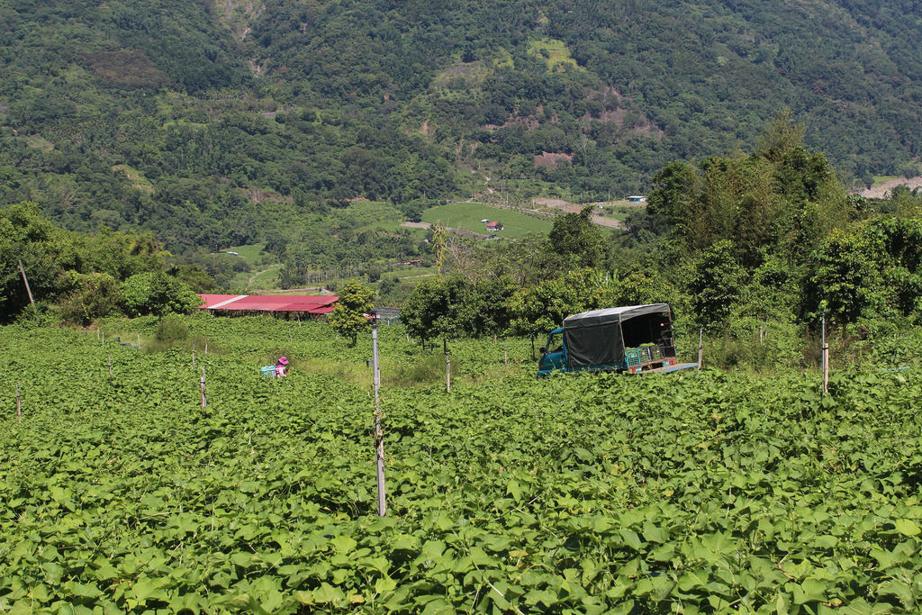 達卡努瓦里周浩祥的龍鬚菜園，工人正在採收。攝影：廖靜蕙
