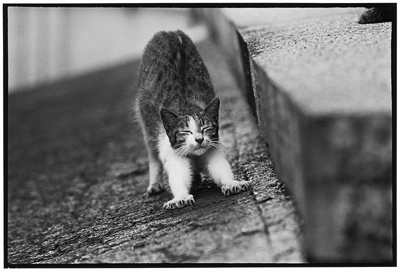 讓貓紓緩你的靈魂,願彼此的受傷越來越少。(圖片/動平會提供、吳毅平攝)