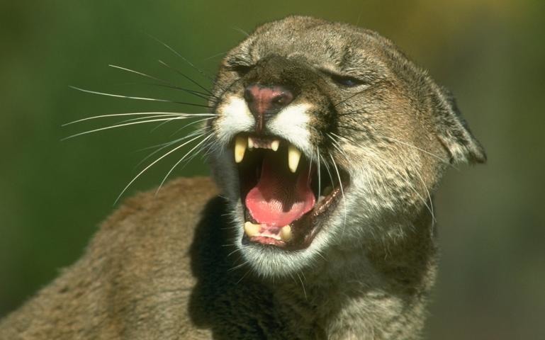 美洲獅資料照片。來源：加州漁業和野生動物部