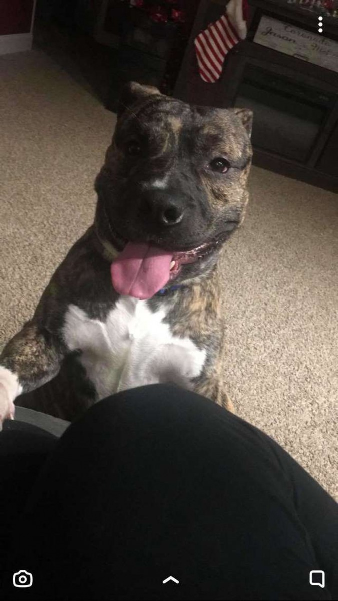 職員指Ernie自上年8月起,就一直待在收容所內,是其中一隻停留於收容所最長時間的狗狗之一。(Cindy Grisanti)