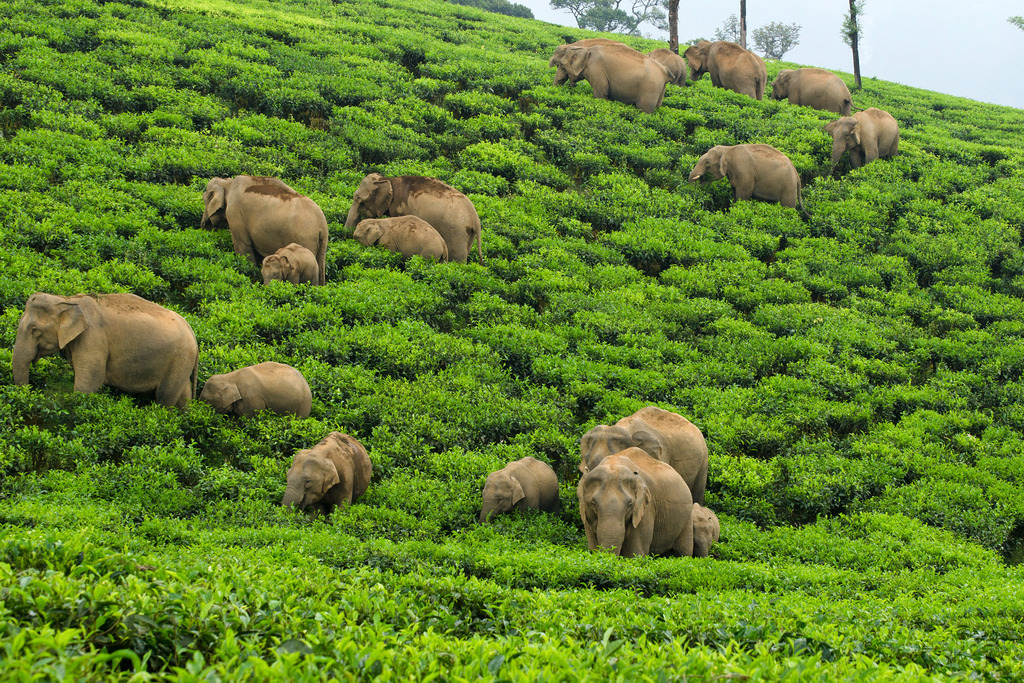 象群穿越印度一處茶園。來源:(Ganesh Raghunathan/Whitley Awards)