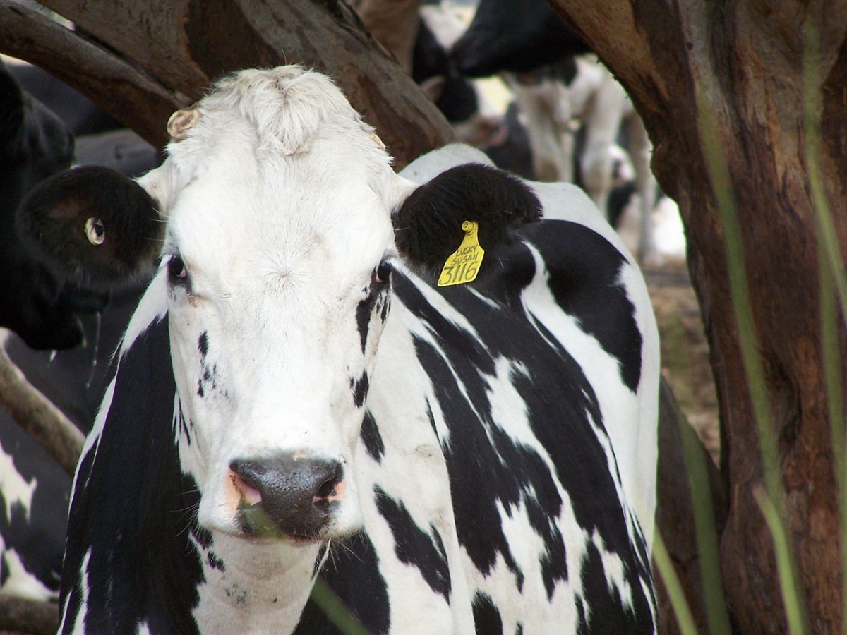 面對牧場裡出現這麼大隻的牛,也有專家認為這其實沒有大家想的那麼稀奇。 Photo: Gnangarra