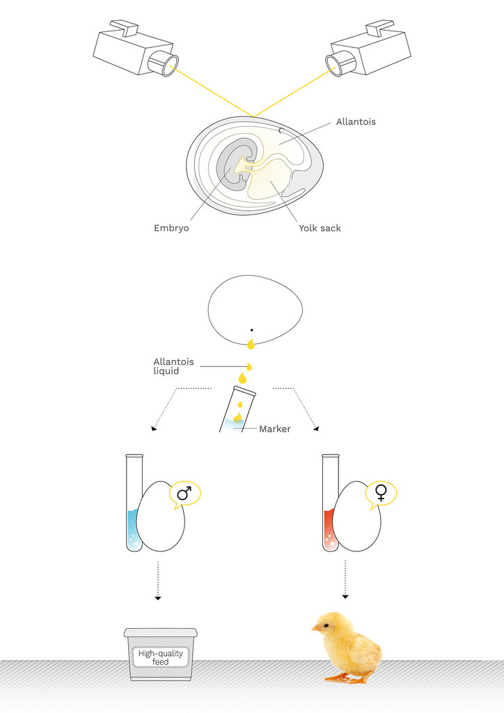若鑑別為雄性卵,會進一步加工成動物飼料;若鑑別為雌性卵,就會孵化。圖片來源:SELEGGT。