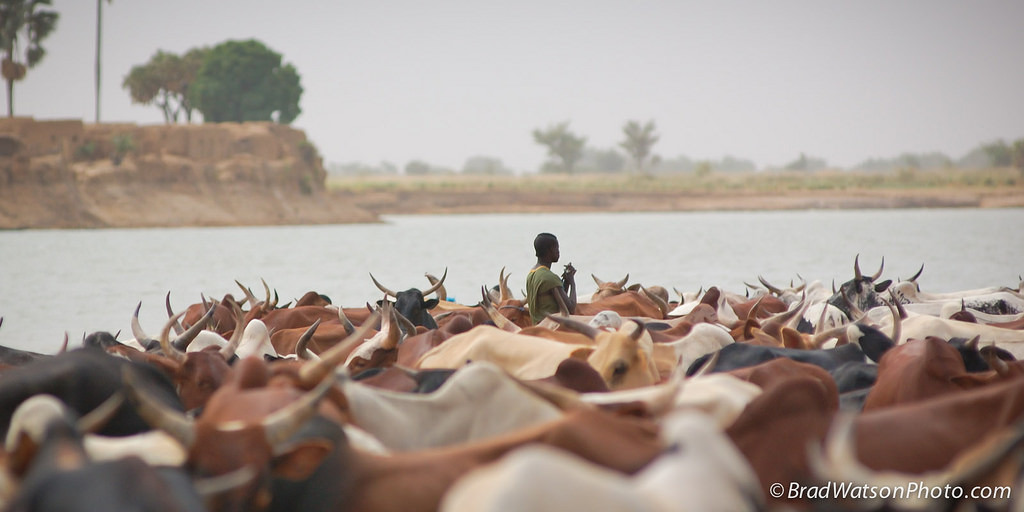 納米比亞「人類與野生動物衝突管理」修正案強調,政府必須找到其他能彌補損失又能讓農民自立的方法,在賠償與補貼中拿捏平衡。圖片來源:Bradley Watson(CC BY-NC-ND 2.0)