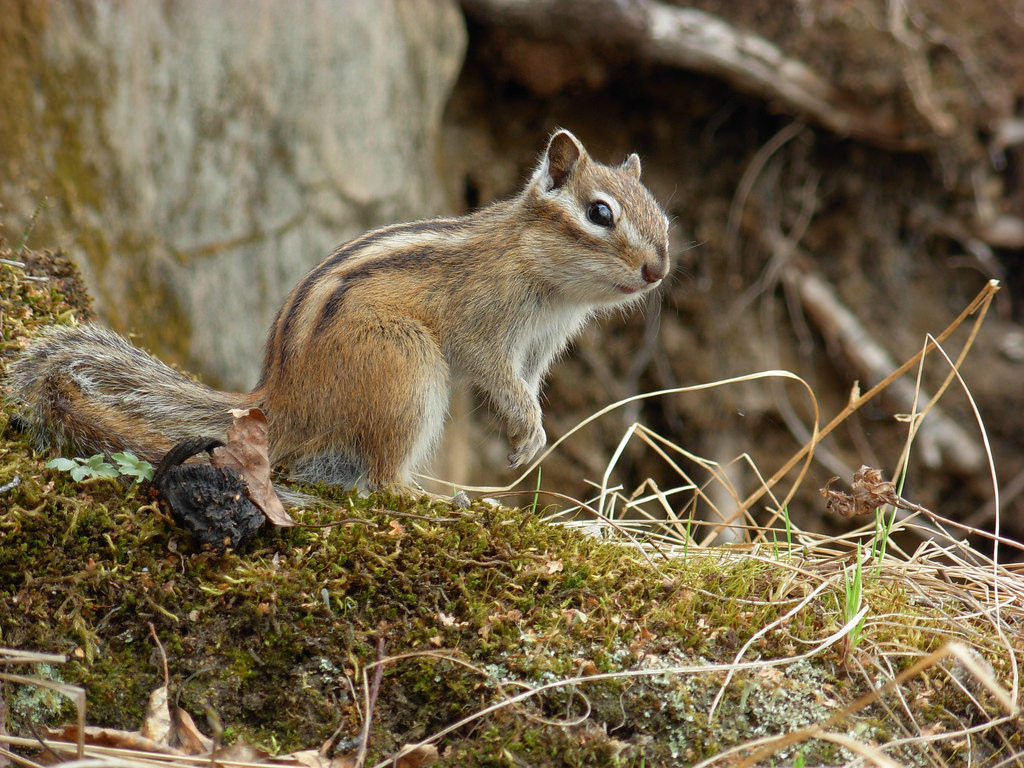 東美花鼠(Eutamias sibiricus)圖片來源:Ivan Yakshin(CC BY 2.0)