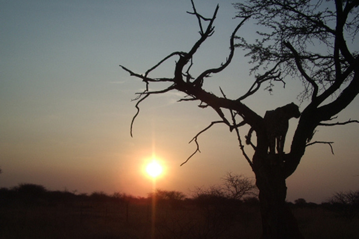 獵豹處境岌岌可危。圖片來源:獵豹基金會。