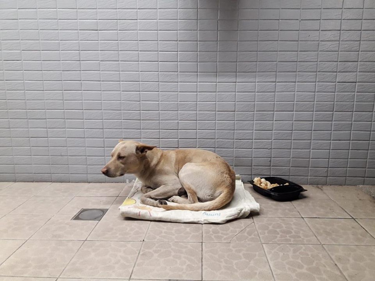 路人偶爾會為牠提供食物。（Facebook圖片：Monter Wu）