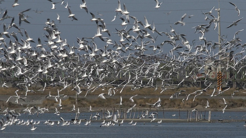 在布袋濕地飛舞的紅嘴鷗,圖為之後被排除的十區鹽田。圖片提供:邱彩綢。(傳統的布袋鹽場依管理需要,共分為十區。當地習慣以區來稱呼不同鹽田,但能源局劃設時並非以區為單位。)