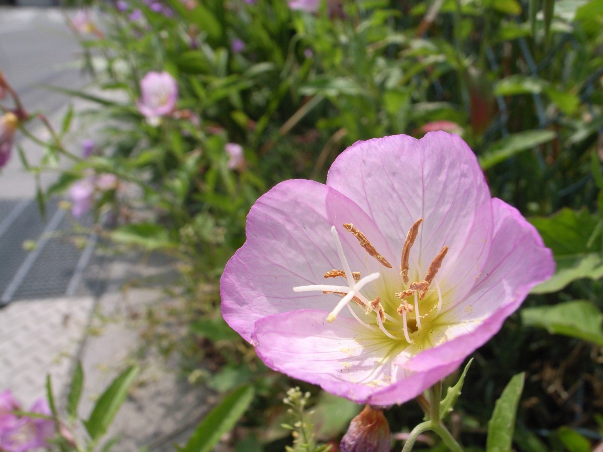 月見草的花形像是一個碗的形狀，這種形狀非常適合用來「聽」聲音。 Photo: Toshiyuki IMAI