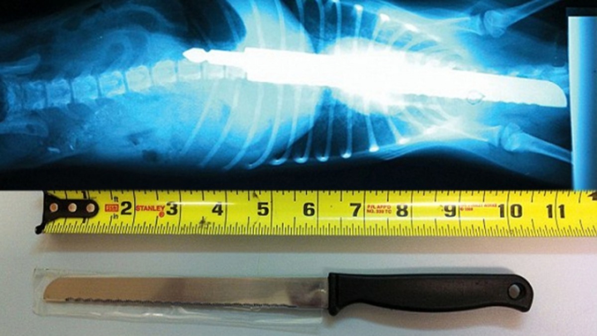 一隻傑克羅素㹴竟吞了一把10.5吋長麵包刀，非常跨張！（資料圖片）