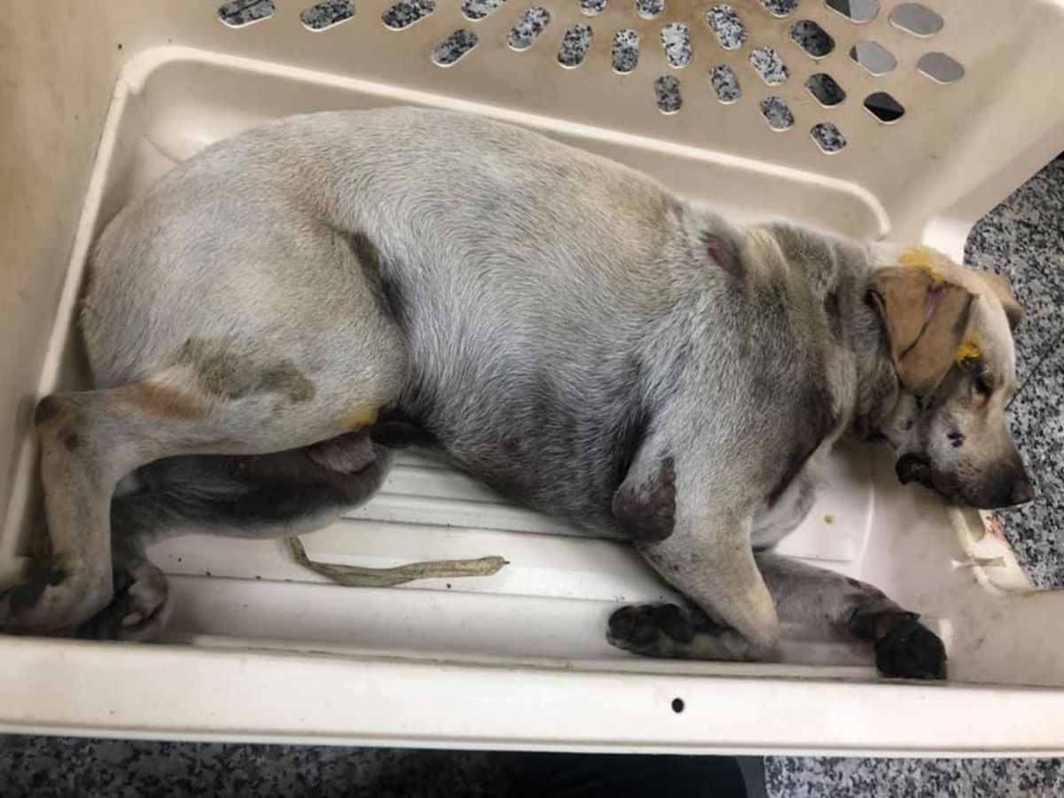 好心人發現牠被撞受傷。（Facebook圖片：芎林是我家）