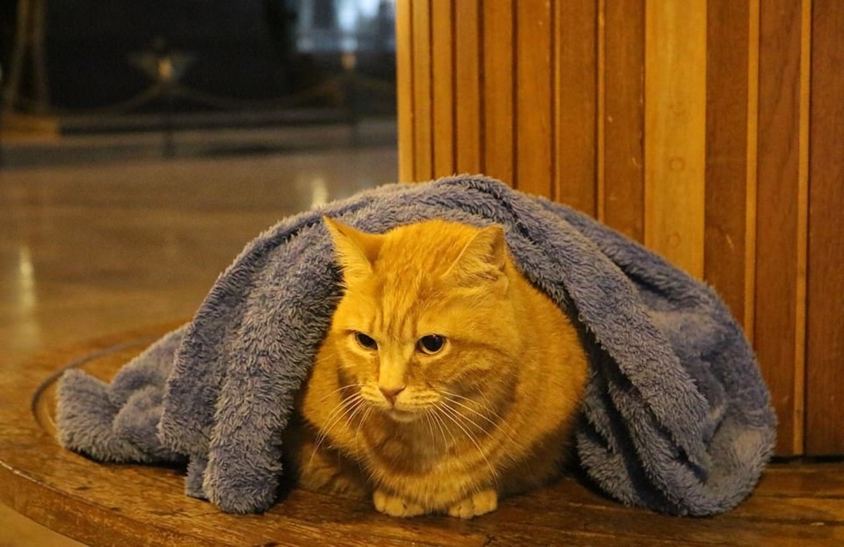 義工為貓貓蓋上毛毯。（DailyMail圖片）