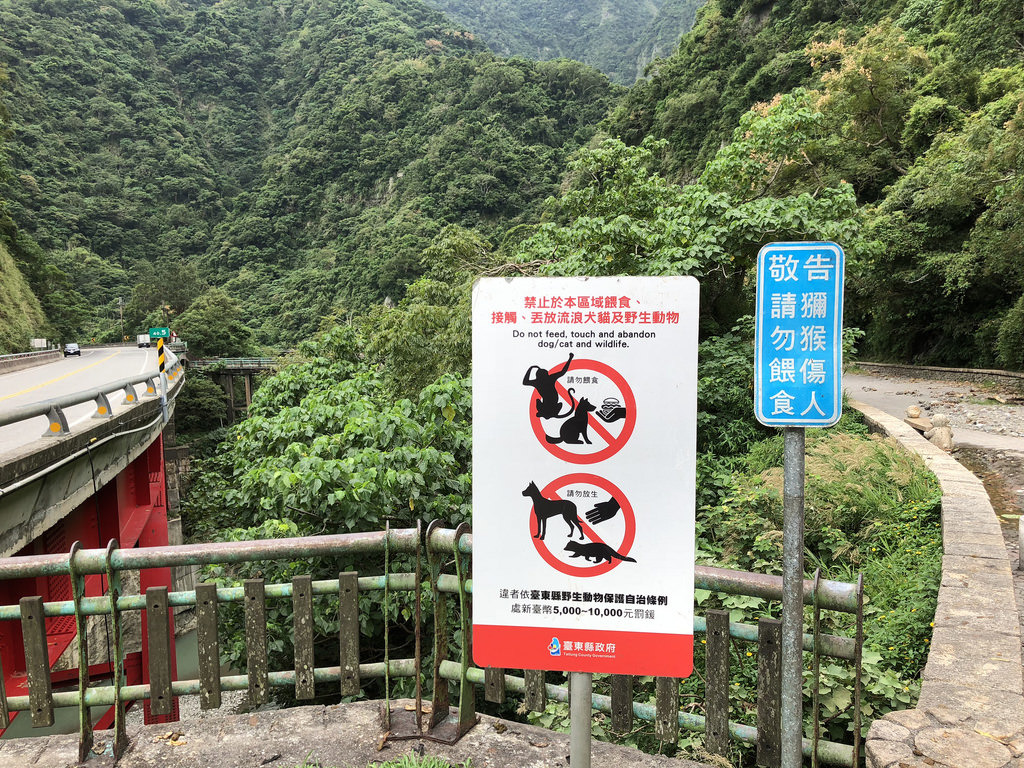 登仙橋附近豎立的警告標誌仍無法禁絕餵食行為。攝影:廖靜蕙