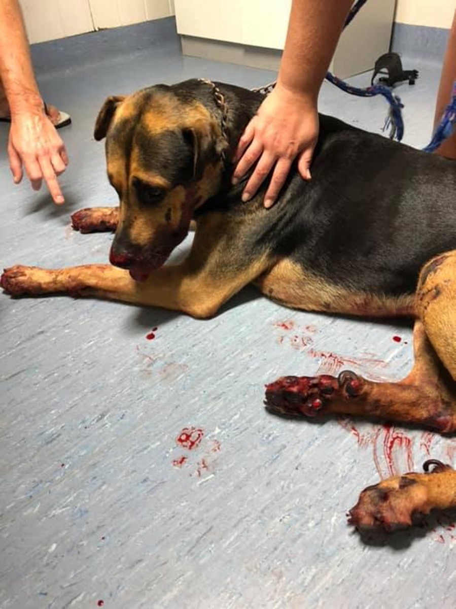 腳掌已全被磨爛，可見已被車子拖行了好一段距離。（Tahwyn Breneger@facebook）