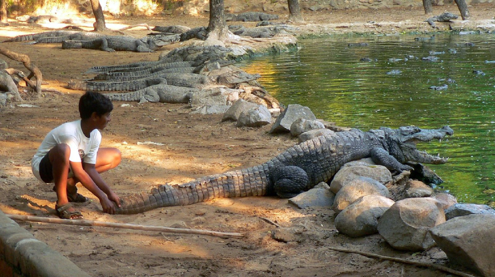 一名小男孩正在訓練沼澤鱷。沼澤鱷是世界上三大危險鱷魚之一， 2018年殺害了 18人。 Photo: Pandiyan V