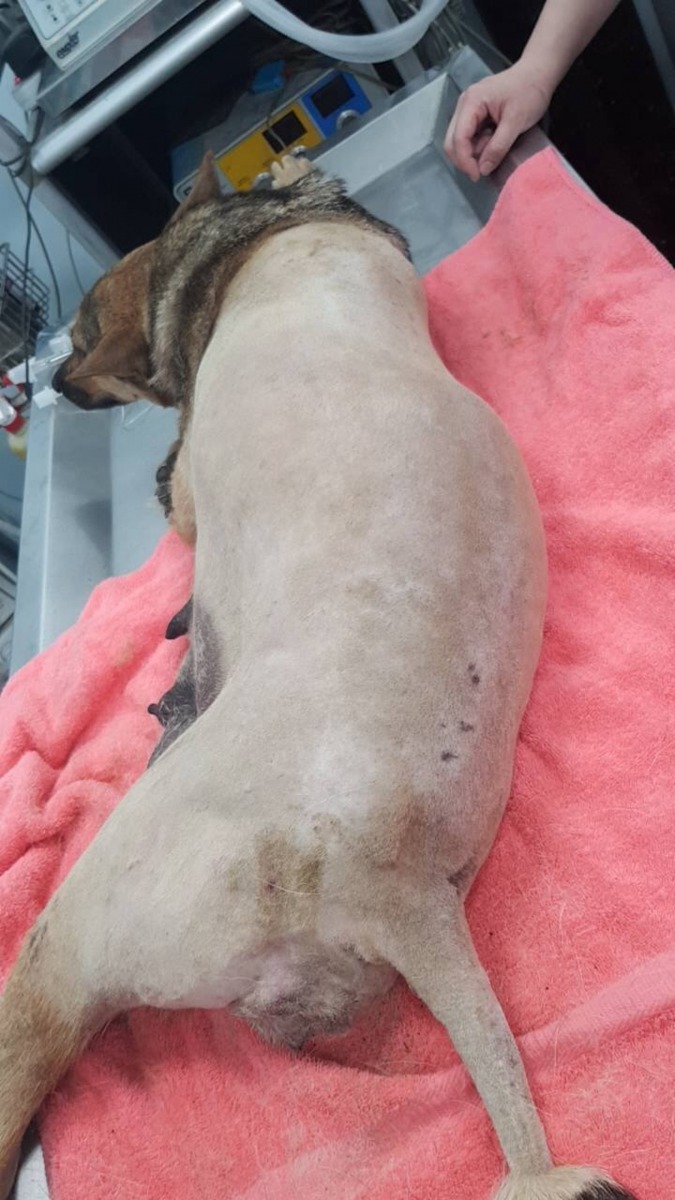 流媽經診獸醫診斷後被發現其左後肢呈現傷口,盆骨骨折,甚至出現陰道出血及鼻腔流血的情況。(FB@鄭又瑋)