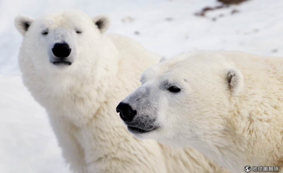 生活在北極圈的北極熊，最需要的就是身為獵場和棲地的海冰。然而因為全球暖化的關係，改變了結冰和融冰的時間，讓北極熊無所適從。 路透社