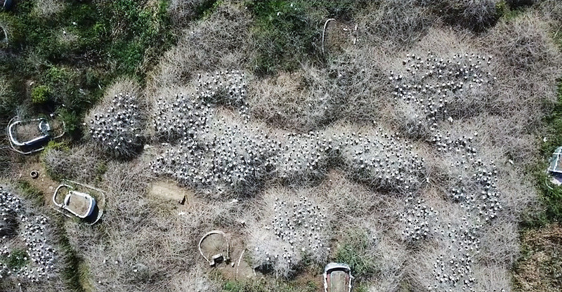 埃及聖䴉在東石築巢繁殖。郭志榮/攝