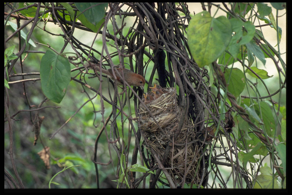 粉紅鸚嘴適應環境的能力，透過遺傳，接力傳遞給下一代。攝影：姚正得