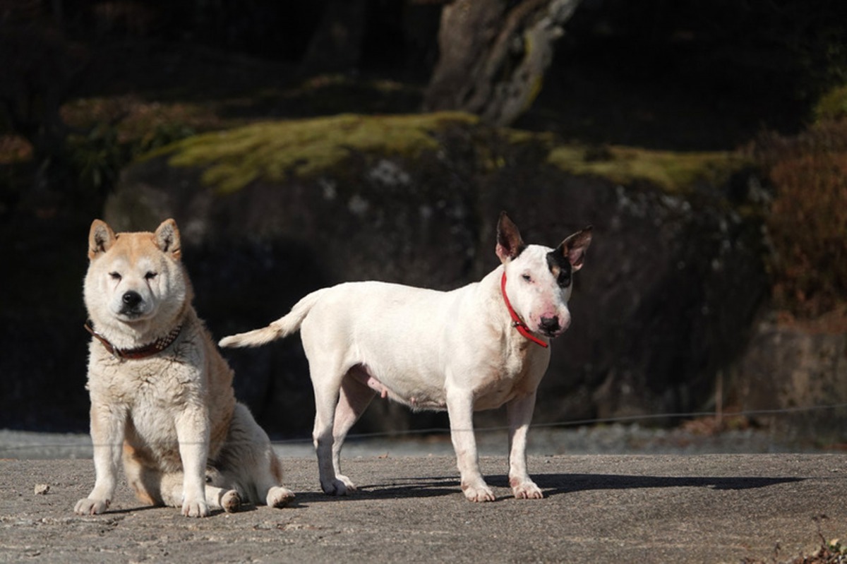 牠們曾經是當地居民的寵物狗。（太田康介）