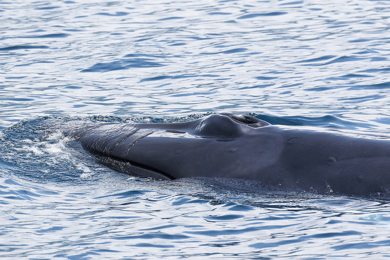 大村鯨，金磊提供。